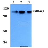 Anti-NMDAζ1 (F891) Antibody from Bioworld Technology (BS3721) - Antibodies.com