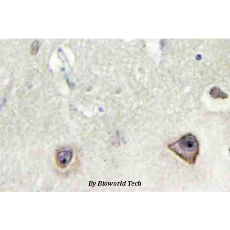 Anti-NMDAζ1 (F891) Antibody from Bioworld Technology (BS3721) - Antibodies.com