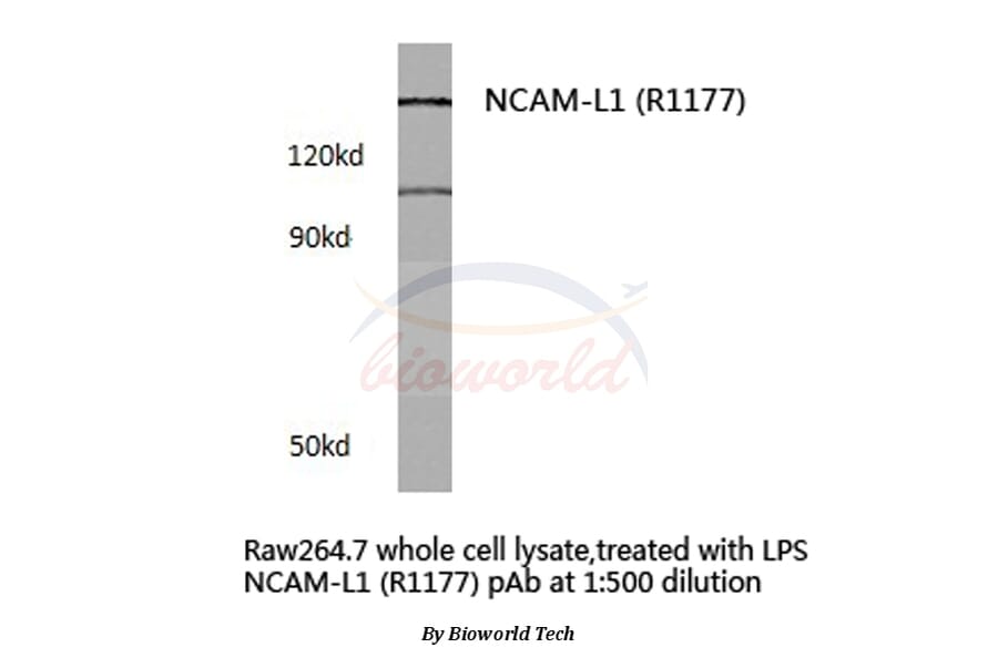 Anti-NCAM-L1 (R1177) Antibody from Bioworld Technology (BS3723) - Antibodies.com