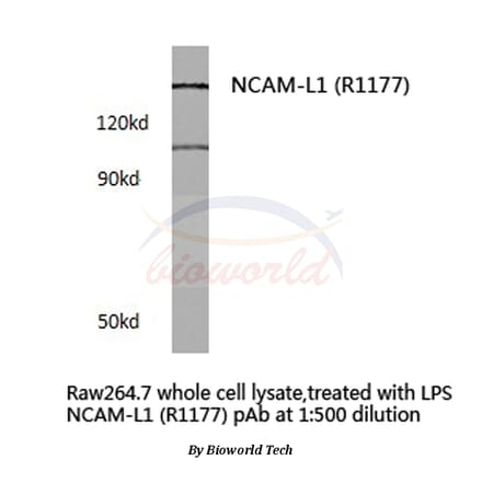 Anti-NCAM-L1 (R1177) Antibody from Bioworld Technology (BS3723) - Antibodies.com