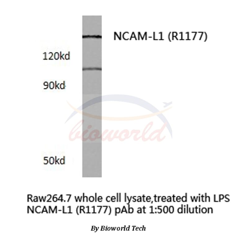 Anti-NCAM-L1 (R1177) Antibody from Bioworld Technology (BS3723) - Antibodies.com
