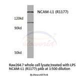 Anti-NCAM-L1 (R1177) Antibody from Bioworld Technology (BS3723) - Antibodies.com