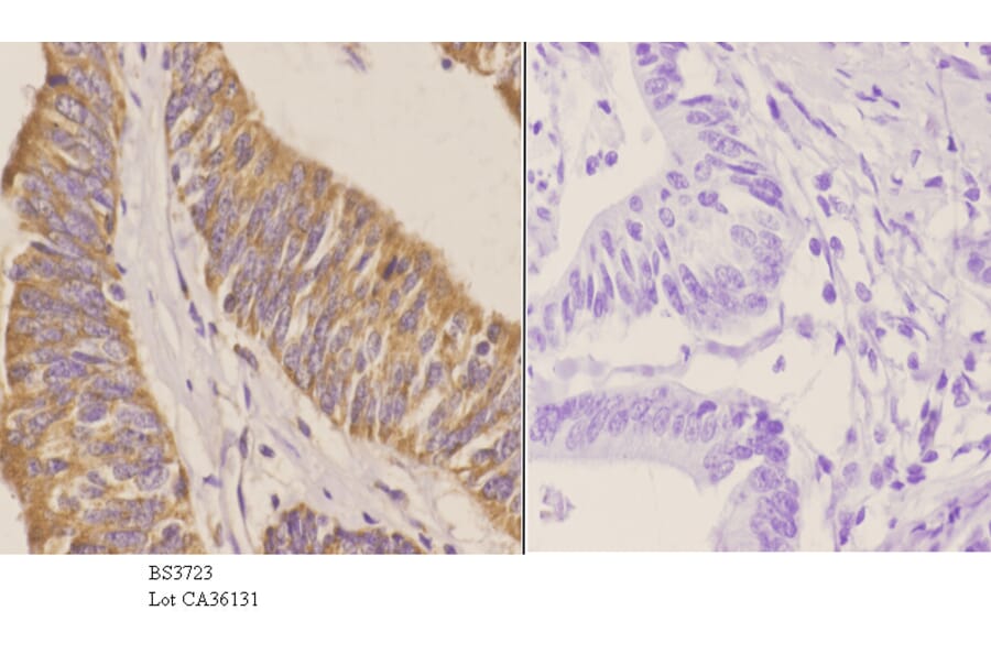Anti-NCAM-L1 (R1177) Antibody from Bioworld Technology (BS3723) - Antibodies.com