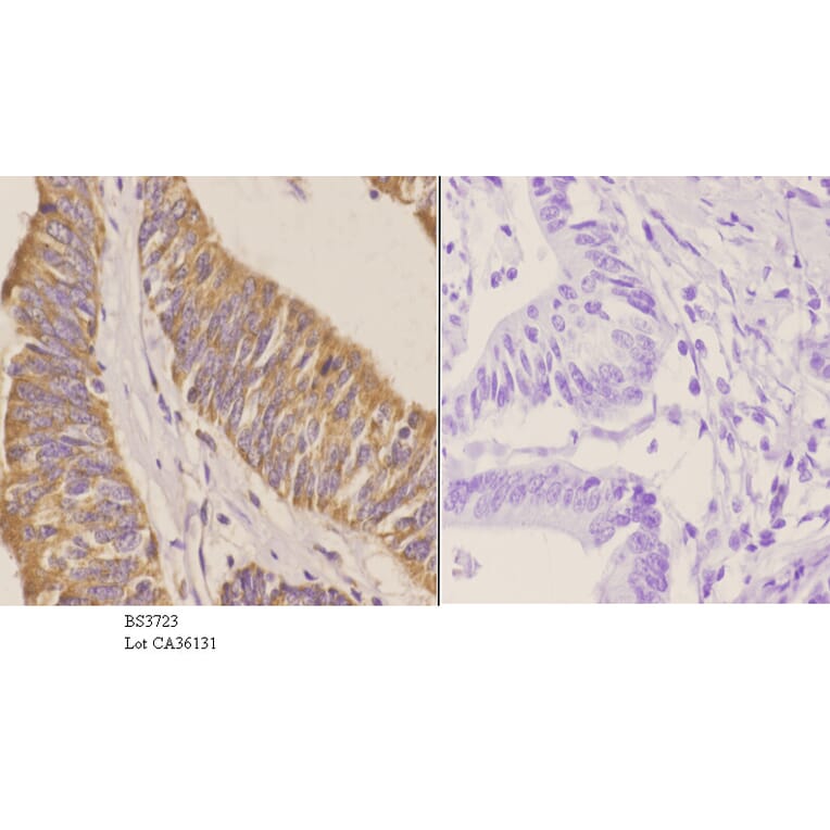 Anti-NCAM-L1 (R1177) Antibody from Bioworld Technology (BS3723) - Antibodies.com