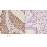 Anti-NCAM-L1 (R1177) Antibody from Bioworld Technology (BS3723) - Antibodies.com