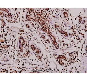 Anti-TPH1 (V256) Antibody from Bioworld Technology (BS3727) - Antibodies.com