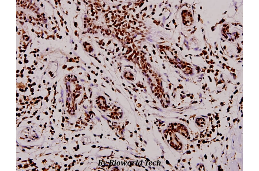 Anti-TPH1 (V256) Antibody from Bioworld Technology (BS3727) - Antibodies.com