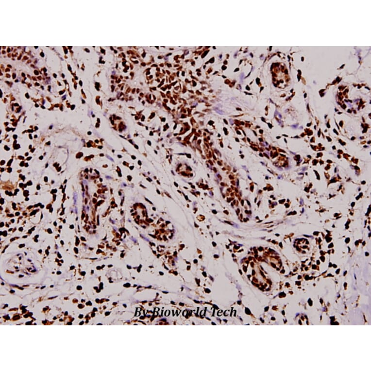 Anti-TPH1 (V256) Antibody from Bioworld Technology (BS3727) - Antibodies.com