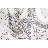 Anti-Rad51 (T309) Antibody from Bioworld Technology (BS3729) - Antibodies.com