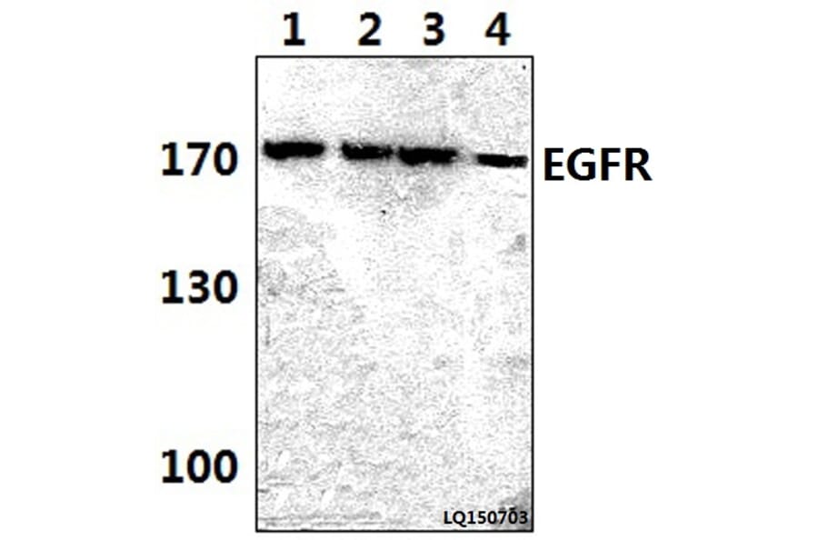 Anti-EGFR (P1019) Antibody from Bioworld Technology (BS3732) - Antibodies.com