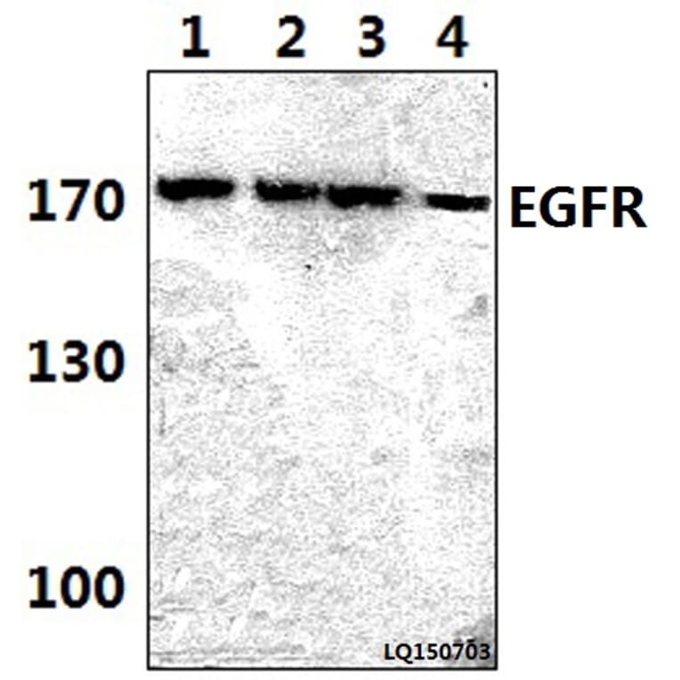 Anti-EGFR (P1019) Antibody from Bioworld Technology (BS3732) - Antibodies.com
