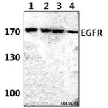 Anti-EGFR (P1019) Antibody from Bioworld Technology (BS3732) - Antibodies.com