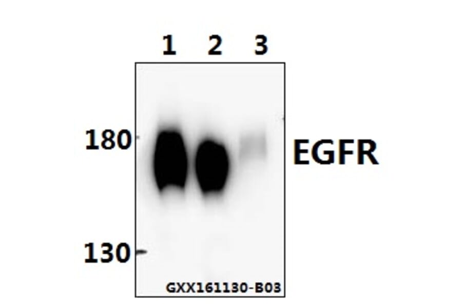 Anti-EGFR (P1019) Antibody from Bioworld Technology (BS3732) - Antibodies.com