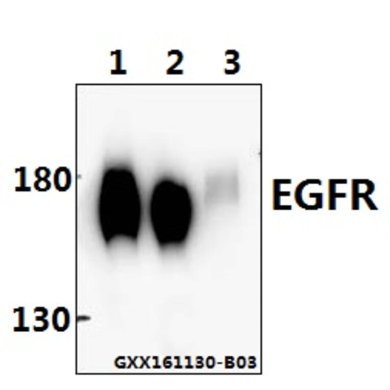 Anti-EGFR (P1019) Antibody from Bioworld Technology (BS3732) - Antibodies.com
