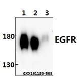 Anti-EGFR (P1019) Antibody from Bioworld Technology (BS3732) - Antibodies.com