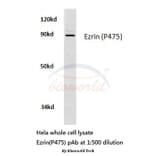 Anti-Ezrin (P475) Antibody from Bioworld Technology (BS3733) - Antibodies.com