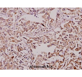 Anti-HSF1 (D135) Antibody from Bioworld Technology (BS3734) - Antibodies.com
