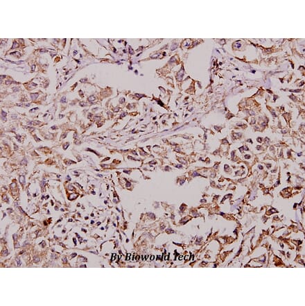 Anti-HSF1 (D135) Antibody from Bioworld Technology (BS3734) - Antibodies.com