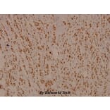 Anti-Rb (T601) Antibody from Bioworld Technology (BS3737) - Antibodies.com