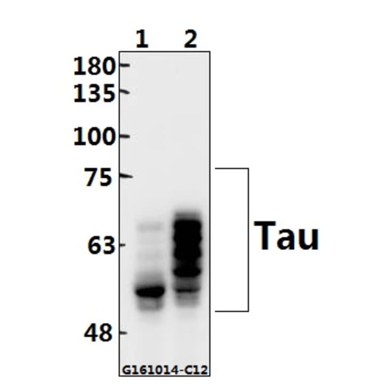 Anti-Tau (S512) Antibody from Bioworld Technology (BS3738) - Antibodies.com
