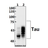 Anti-Tau (S512) Antibody from Bioworld Technology (BS3738) - Antibodies.com
