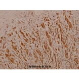 Anti-Raf-B (K439) Antibody from Bioworld Technology (BS3740) - Antibodies.com