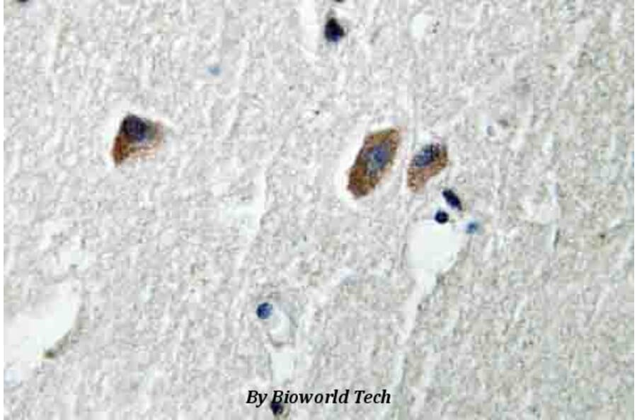 Anti-CaMKIIβ/γ/δ (S280) Antibody from Bioworld Technology (BS3741) - Antibodies.com