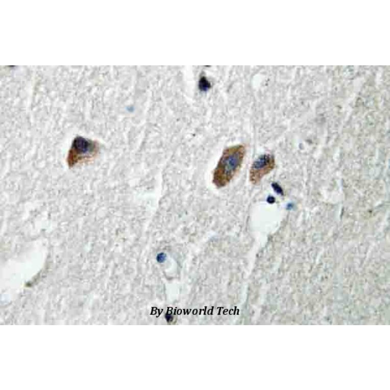 Anti-CaMKIIβ/γ/δ (S280) Antibody from Bioworld Technology (BS3741) - Antibodies.com