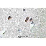 Anti-CaMKIIβ/γ/δ (S280) Antibody from Bioworld Technology (BS3741) - Antibodies.com