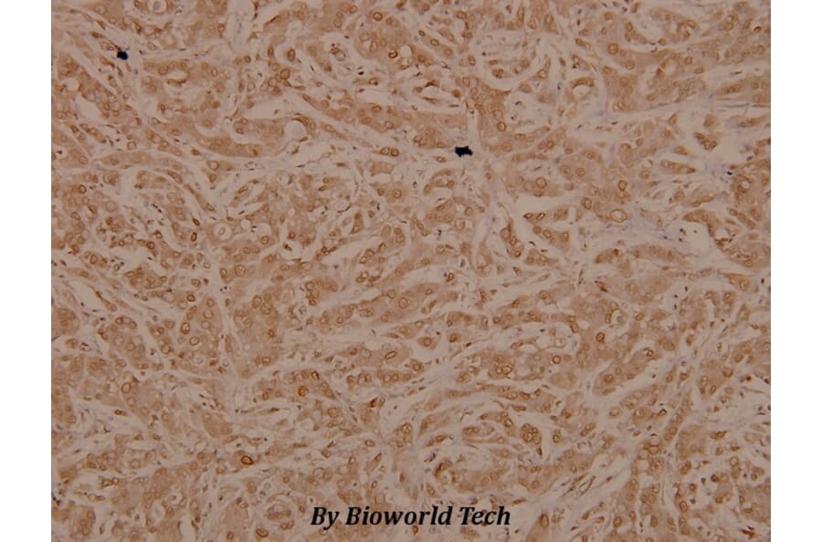 Anti-Tak1 (D181) Antibody from Bioworld Technology (BS3745) - Antibodies.com