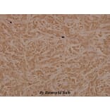 Anti-Tak1 (D181) Antibody from Bioworld Technology (BS3745) - Antibodies.com