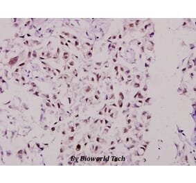 Anti-MSK1 (D205) Antibody from Bioworld Technology (BS3748) - Antibodies.com
