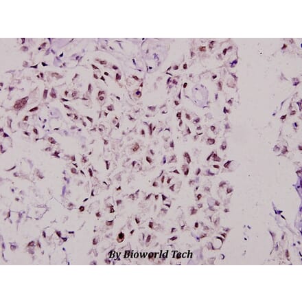 Anti-MSK1 (D205) Antibody from Bioworld Technology (BS3748) - Antibodies.com