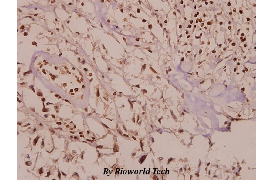 Anti-PAK2 (R186) Antibody from Bioworld Technology (BS3751) - Antibodies.com