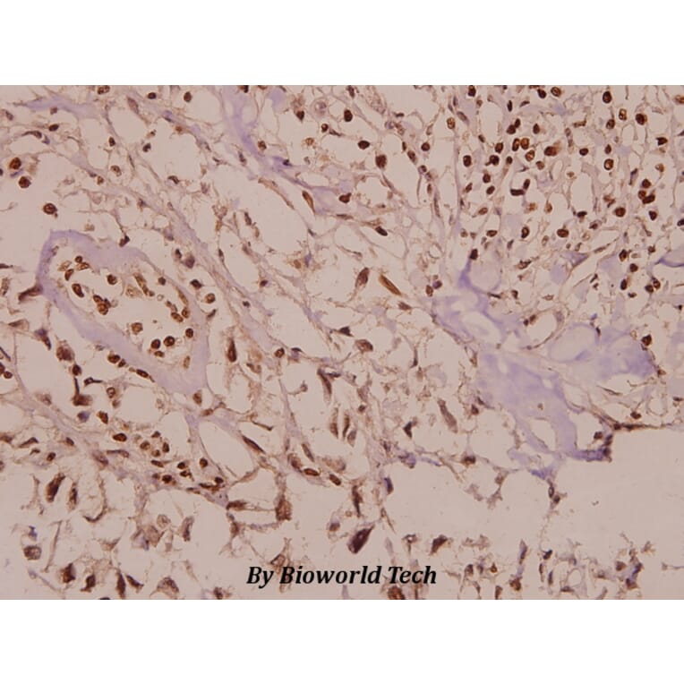 Anti-PAK2 (R186) Antibody from Bioworld Technology (BS3751) - Antibodies.com