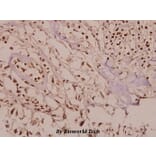 Anti-PAK2 (R186) Antibody from Bioworld Technology (BS3751) - Antibodies.com