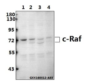 Anti-Raf-1 (R282) Antibody from Bioworld Technology (BS3753) - Antibodies.com