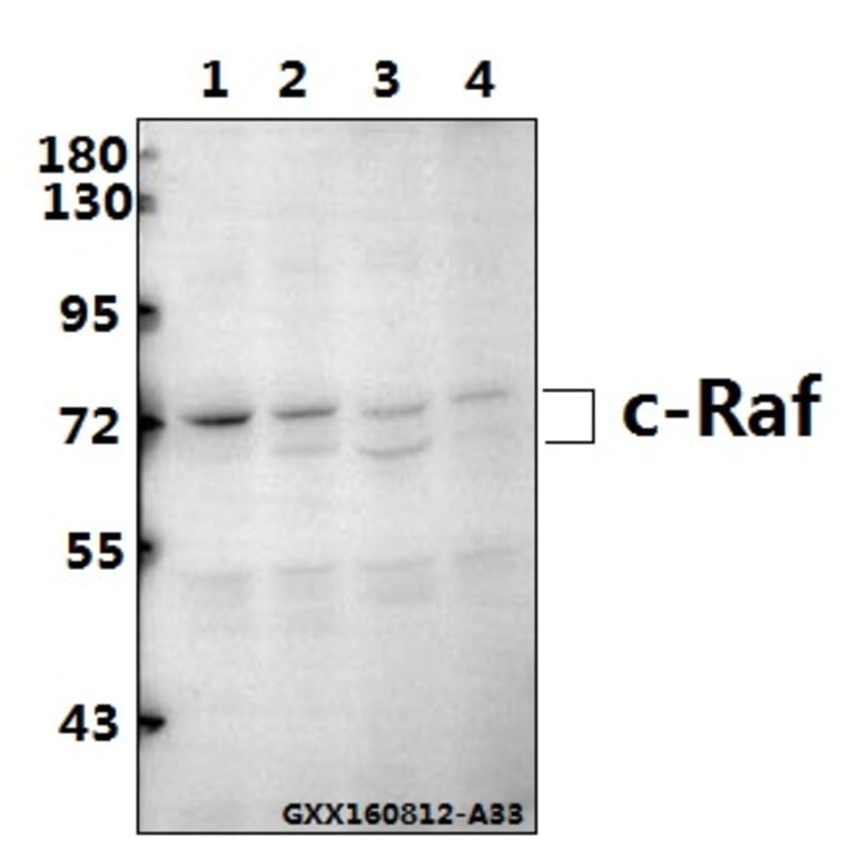 Anti-Raf-1 (R282) Antibody from Bioworld Technology (BS3753) - Antibodies.com