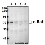 Anti-Raf-1 (R282) Antibody from Bioworld Technology (BS3753) - Antibodies.com