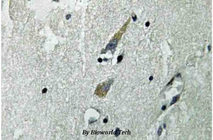 Anti-Raf-1 (R282) Antibody from Bioworld Technology (BS3753) - Antibodies.com