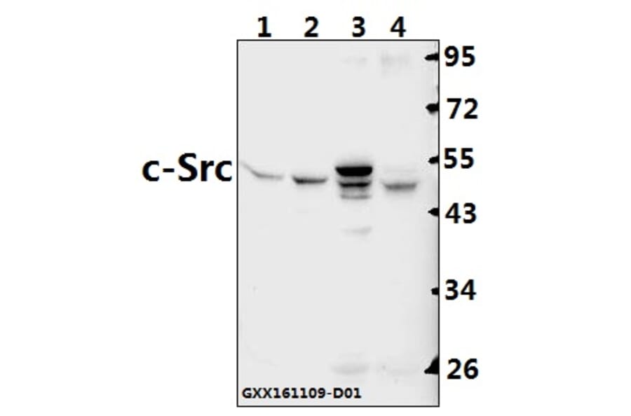 Anti-c-Src (S69) Antibody from Bioworld Technology (BS3754) - Antibodies.com
