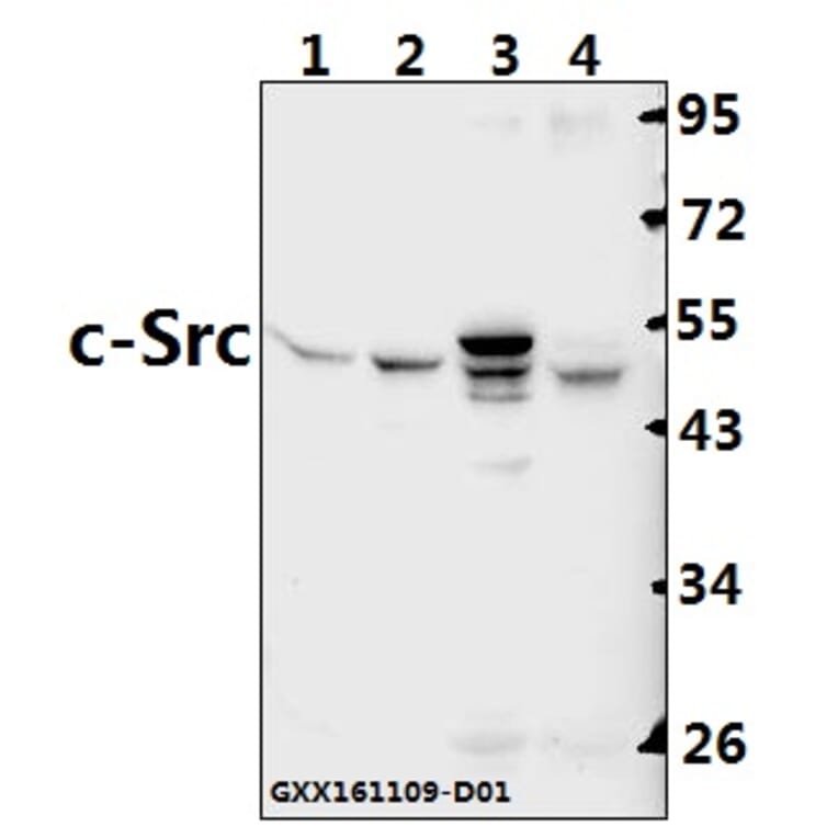 Anti-c-Src (S69) Antibody from Bioworld Technology (BS3754) - Antibodies.com