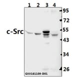 Anti-c-Src (S69) Antibody from Bioworld Technology (BS3754) - Antibodies.com
