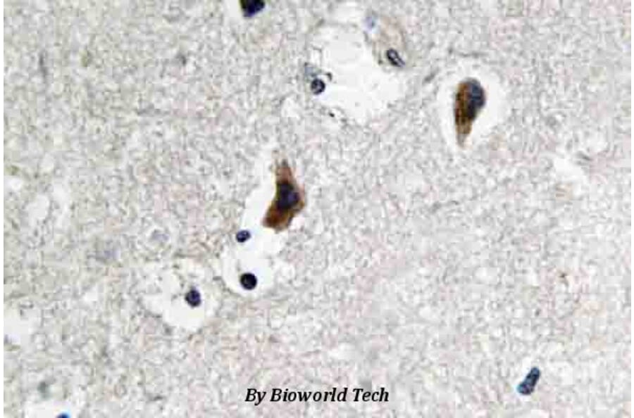 Anti-c-Src (S69) Antibody from Bioworld Technology (BS3754) - Antibodies.com