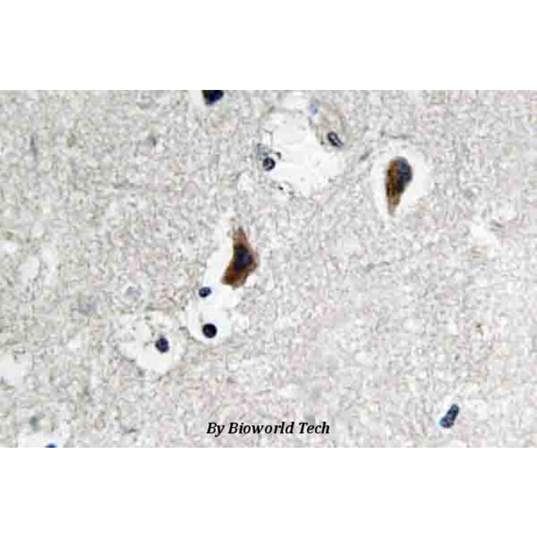 Anti-c-Src (S69) Antibody from Bioworld Technology (BS3754) - Antibodies.com