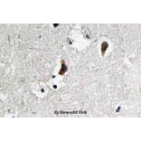 Anti-c-Src (S69) Antibody from Bioworld Technology (BS3754) - Antibodies.com