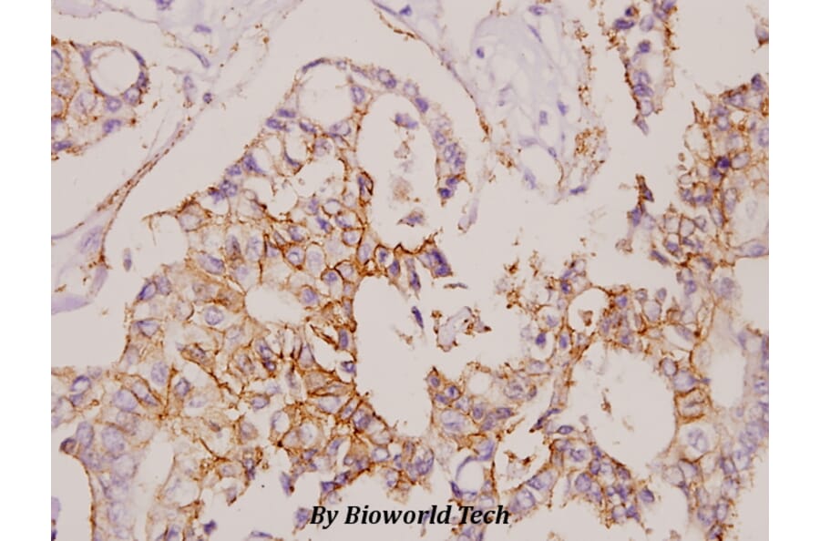 Anti-Claudin-7 (S204) Antibody from Bioworld Technology (BS3763) - Antibodies.com