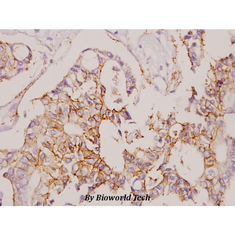 Anti-Claudin-7 (S204) Antibody from Bioworld Technology (BS3763) - Antibodies.com