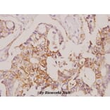 Anti-Claudin-7 (S204) Antibody from Bioworld Technology (BS3763) - Antibodies.com