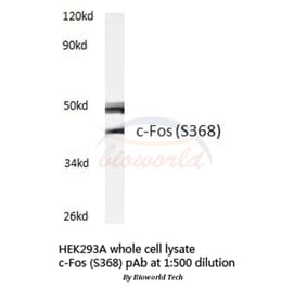 Anti-c-Fos (S368) Antibody from Bioworld Technology (BS3765) - Antibodies.com